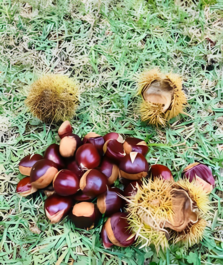 Cabana Suspensa Região Turística - Natureza e Paz