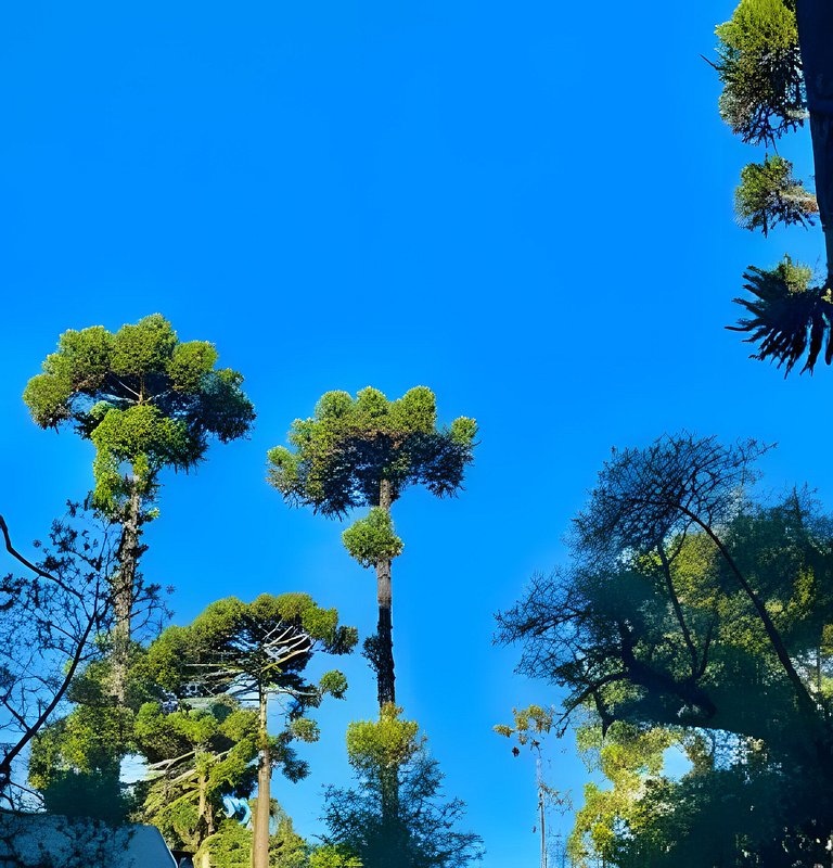 Cabana Suspensa na Natureza - Região Turística