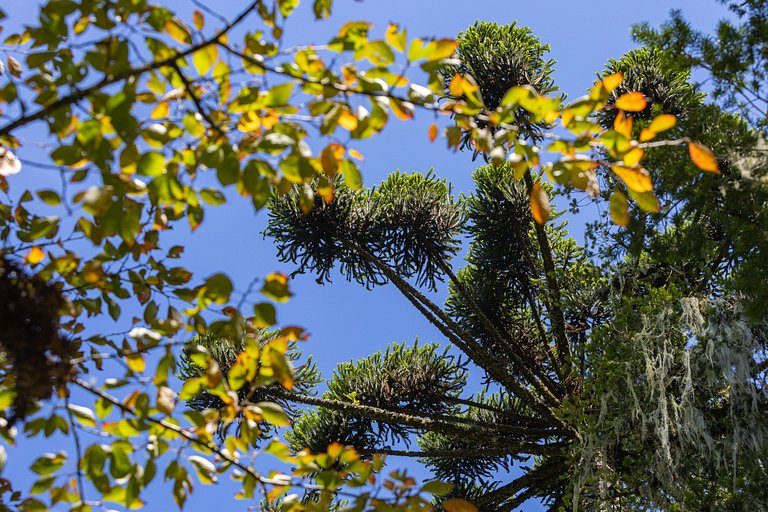 Cabana Suspensa na Natureza - Região Turística